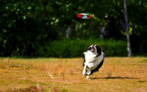 pinole dog park